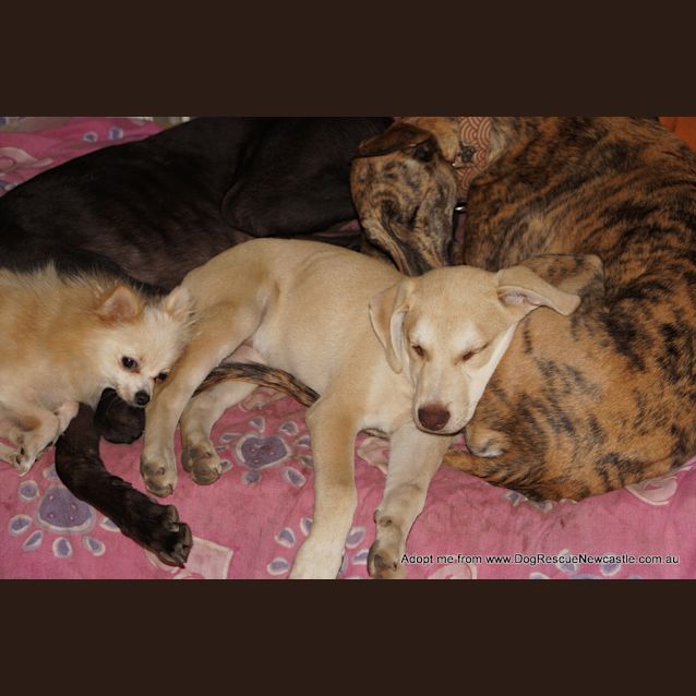 Photo of Bob ~ Kelpie X Dingo Puppy (On Trial 26/4/17)