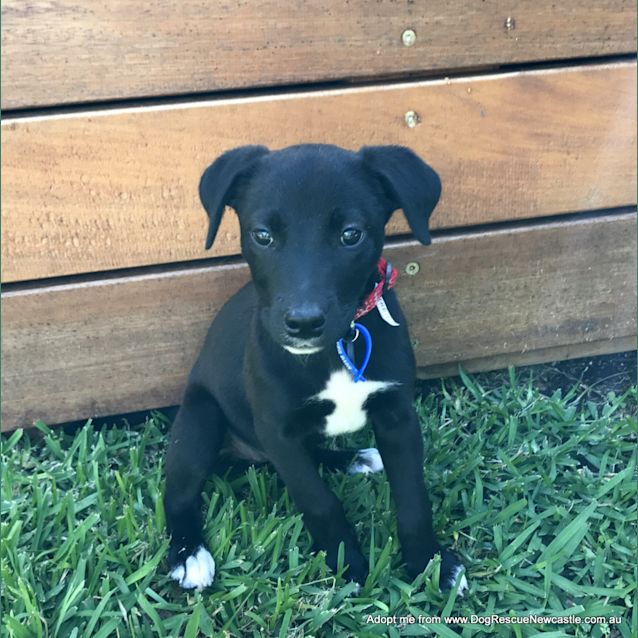 Photo of Jemima ~ Bc X Kelpie Puppy (Pending Adoption)