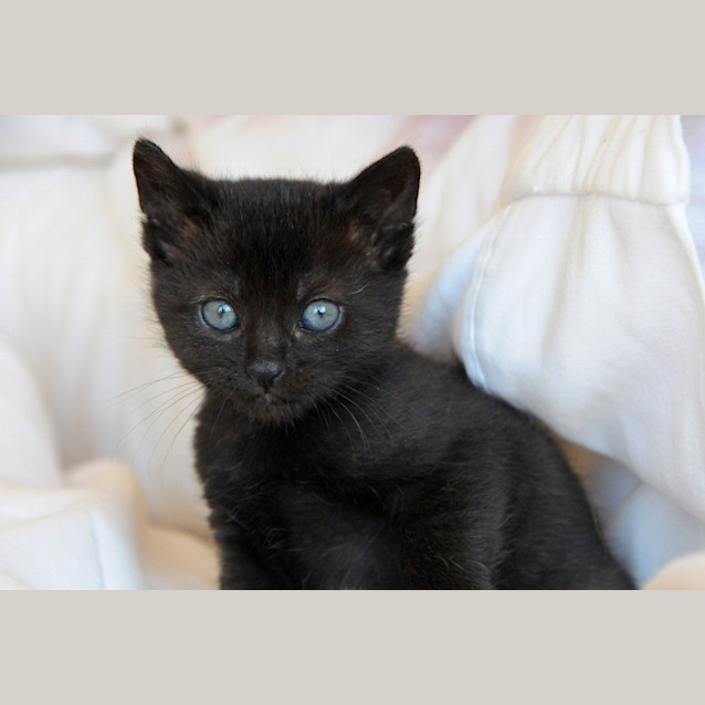 Photo of Boo 😻  Our Animated Uncoordinated Kitten