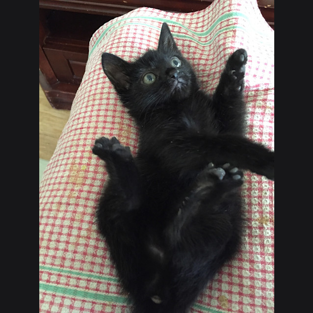 Photo of Boo 😻  Our Animated Uncoordinated Kitten