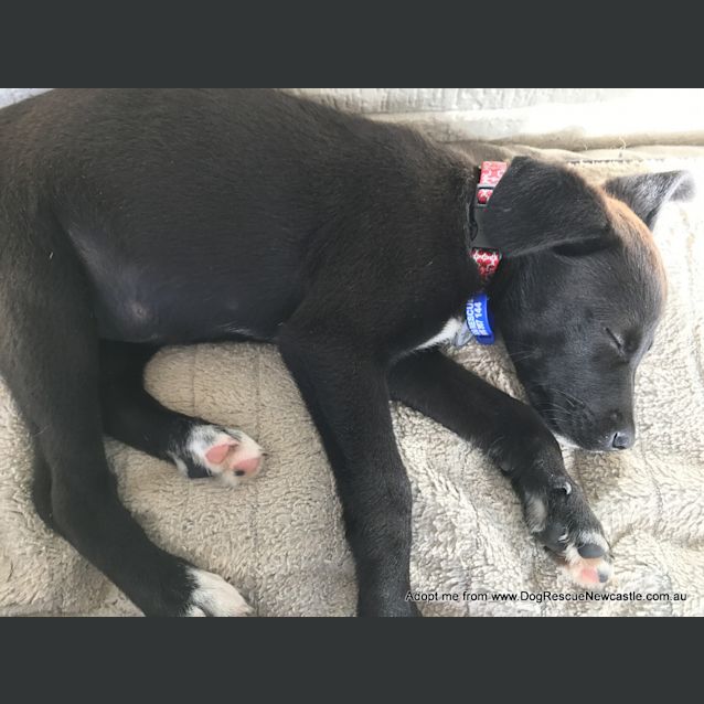 Photo of Jemima ~ Bc X Kelpie Puppy (Pending Adoption)