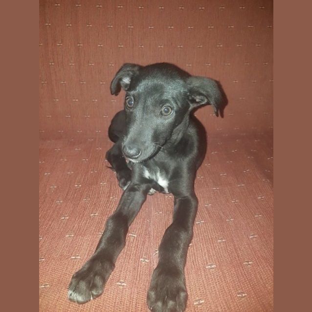 Photo of Timone