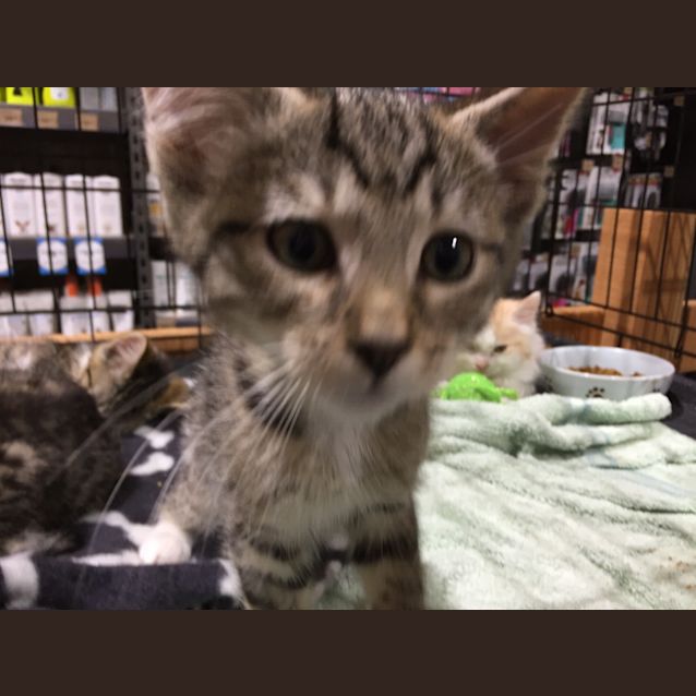 Photo of Freddie, Felix, Finn, Frankie & Gizmo