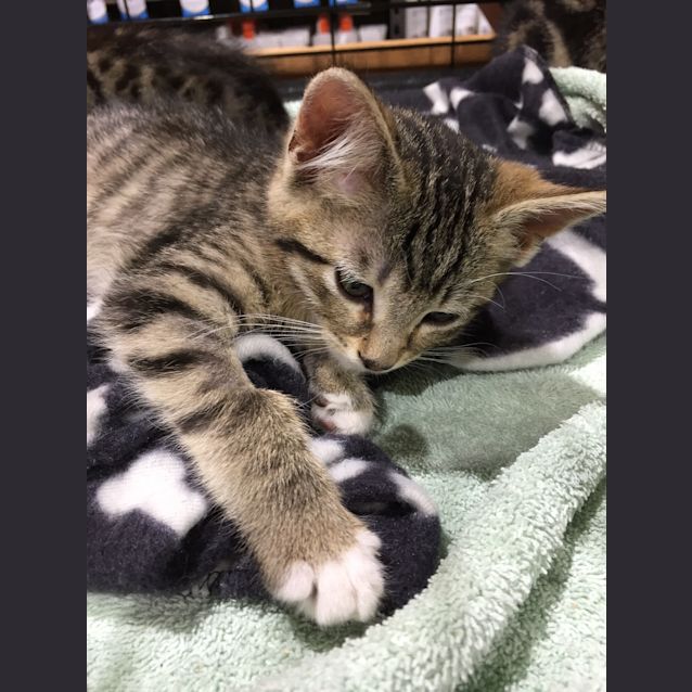 Photo of Freddie, Felix, Finn, Frankie & Gizmo