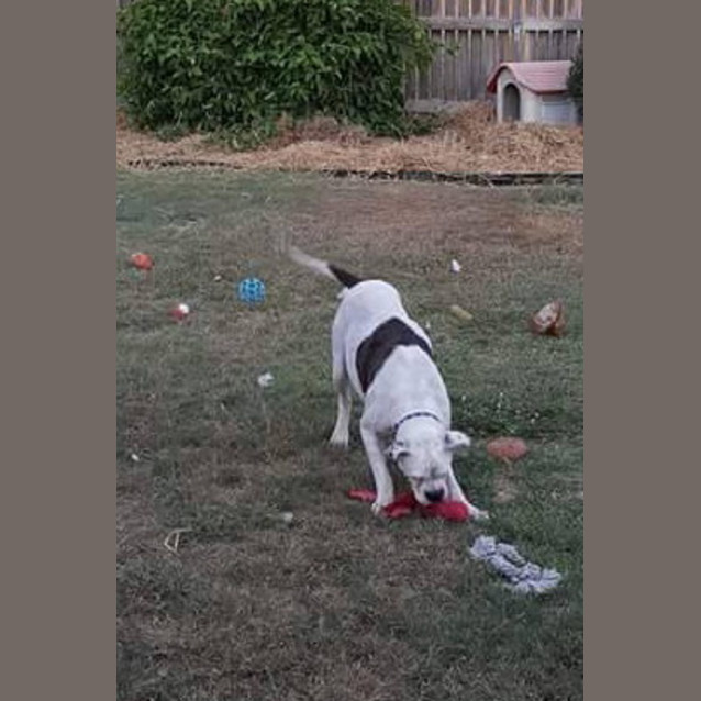 Photo of Zahlla (Adoption Pending)