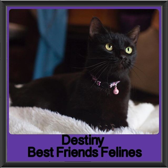 Photo of Destiny