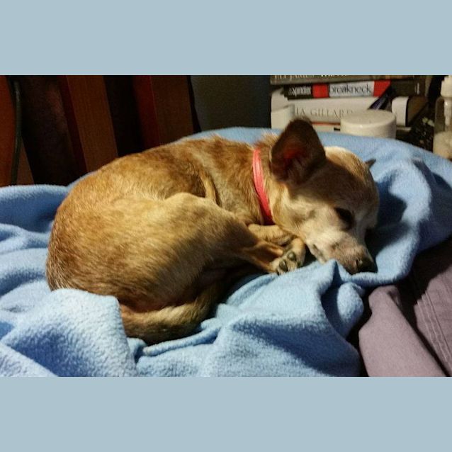 Photo of Leo (Adoption Pending)