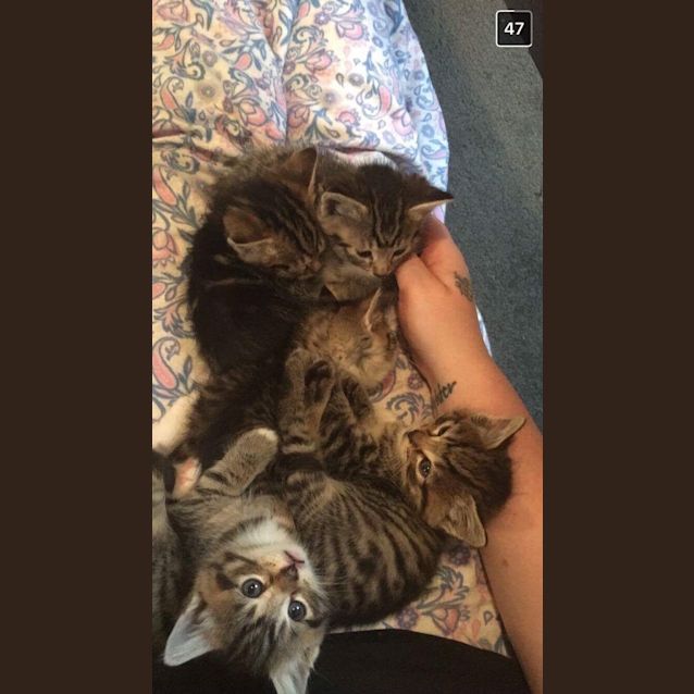 Photo of Freddie, Felix, Finn, Frankie & Gizmo