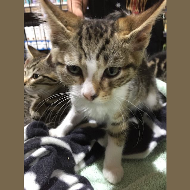 Photo of Freddie, Felix, Finn, Frankie & Gizmo