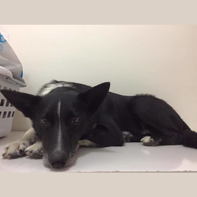 Photo of Radar (Adoption Pending)