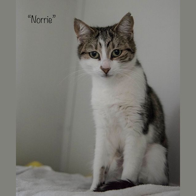 Photo of Norrie Id33980