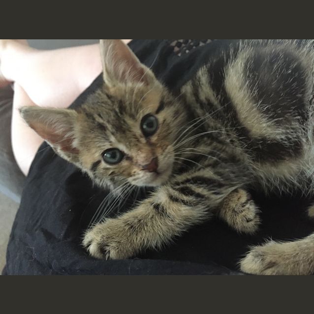 Photo of Adopt Schnapps! 