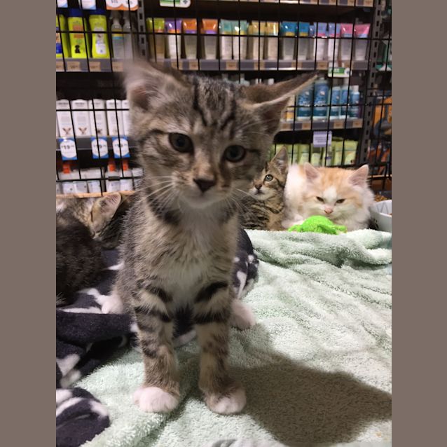 Photo of Freddie, Felix, Finn, Frankie & Gizmo