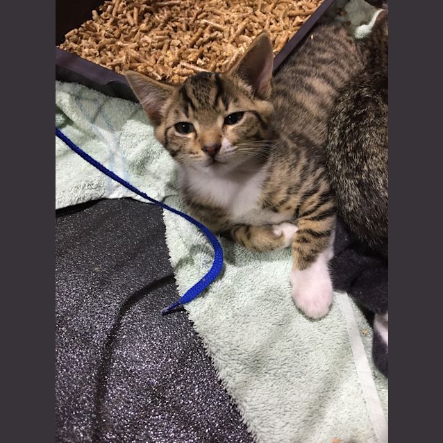 Photo of Freddie, Felix, Finn, Frankie & Gizmo