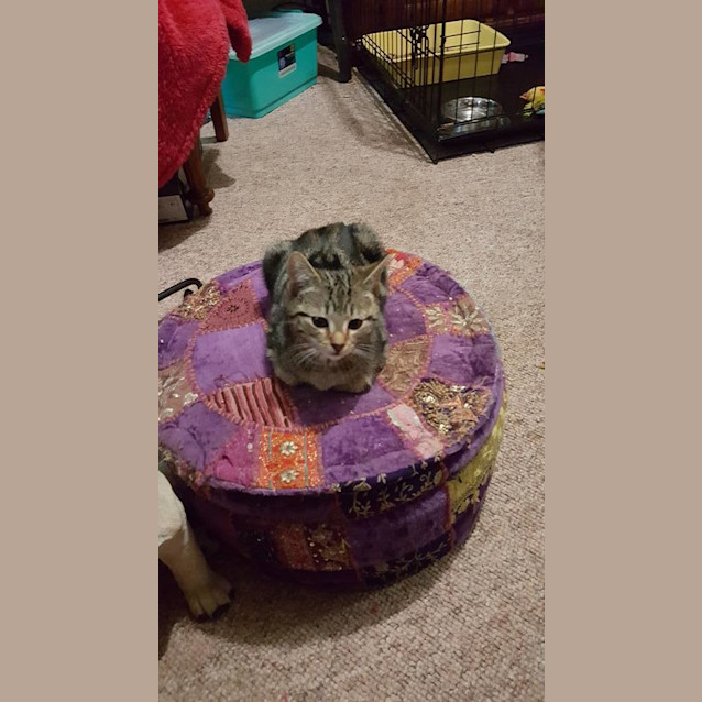 Photo of Dink (Ready To Go)