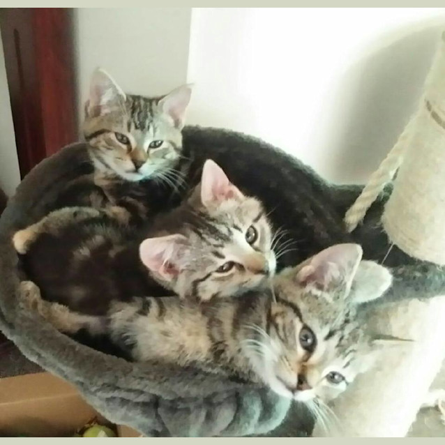 Photo of Bink (Ready To Go)