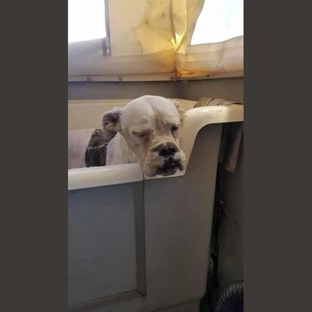 Photo of Zahlla (Adoption Pending)