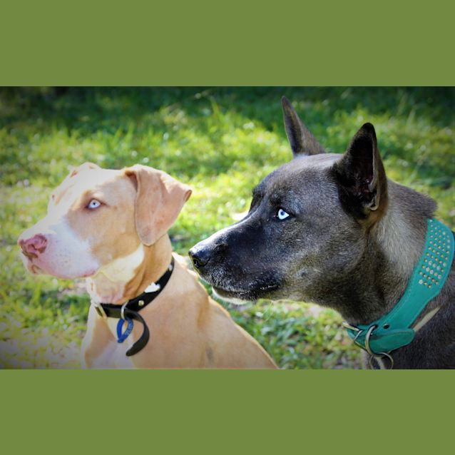 Photo of Django ~ Bull Arab X Puppy ~ On Trial 30/4/17