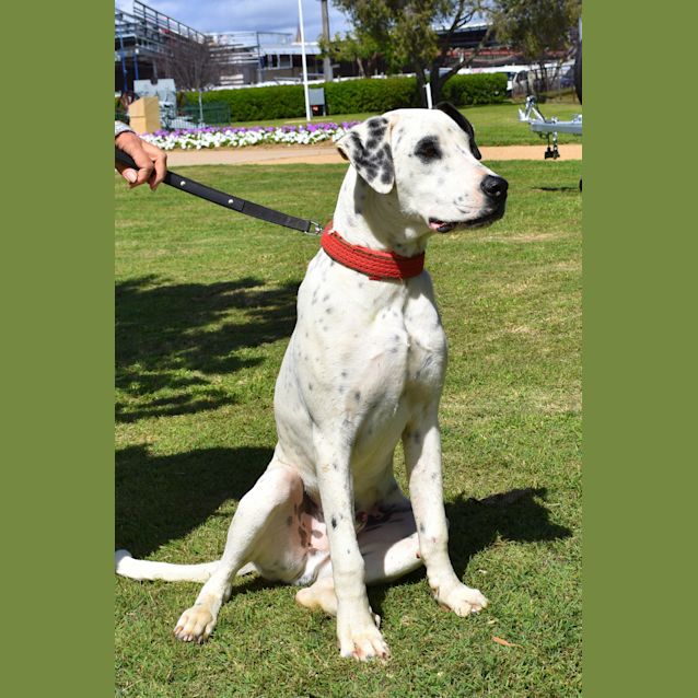 Photo of Patch