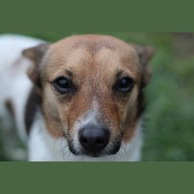 Photo of Ollie