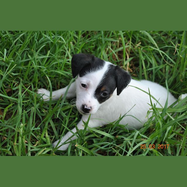 Photo of Jrt X Puppies