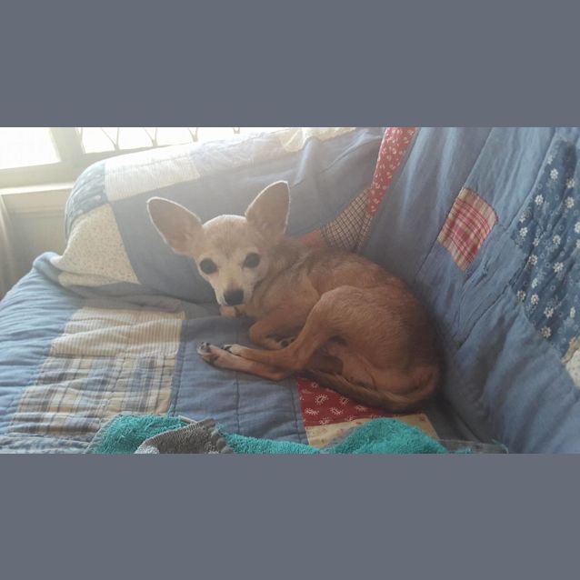 Photo of Leo (Adoption Pending)