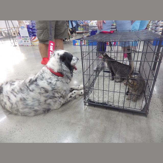 Photo of Coco The Maltese And Ziggy English Setter