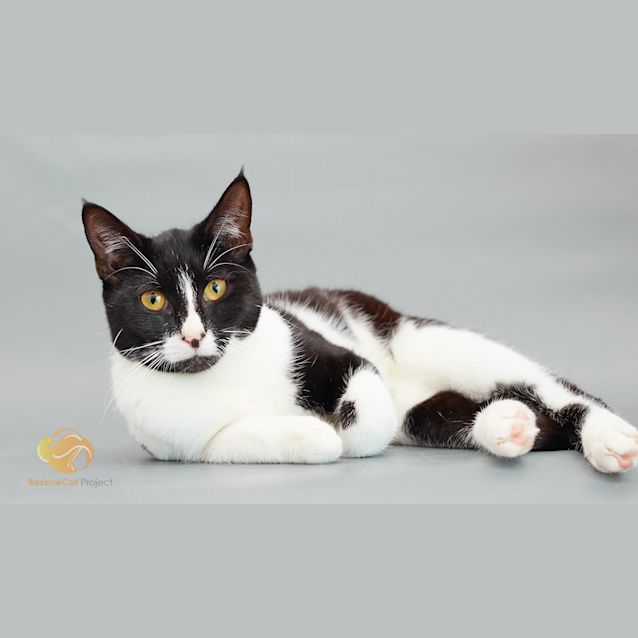 Photo of Opal (Opie)