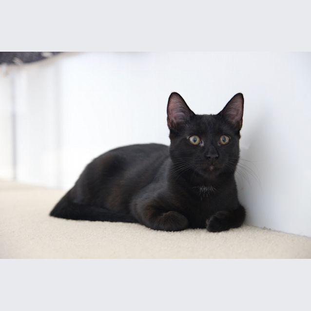 Photo of Flash   All Black And Super Fast!