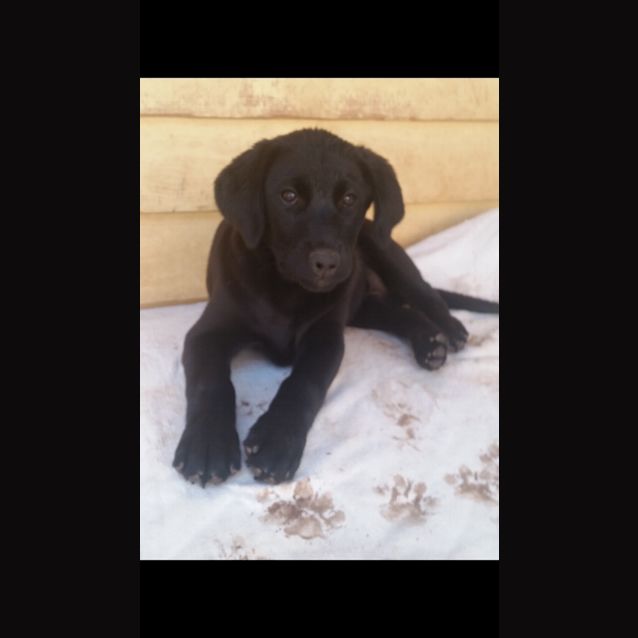 Photo of Sadie 