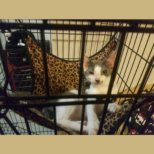 Photo of Micket 🐾 Our Cheeky Kitten