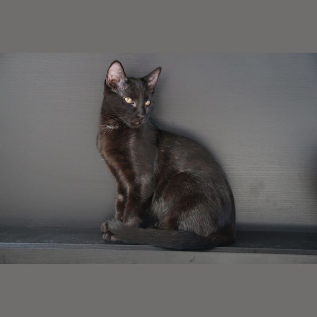 Photo of Flash   All Black And Super Fast!