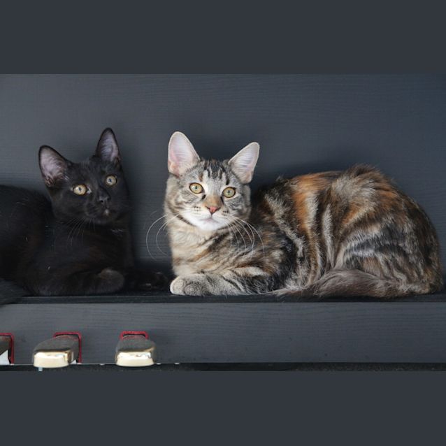 Photo of Flash   All Black And Super Fast!