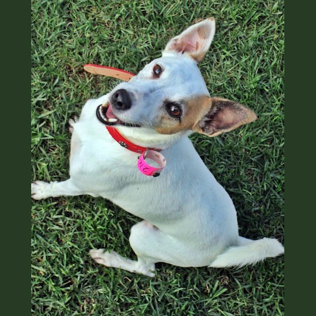 Photo of Snowy