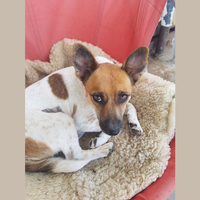 Photo of Bindi 