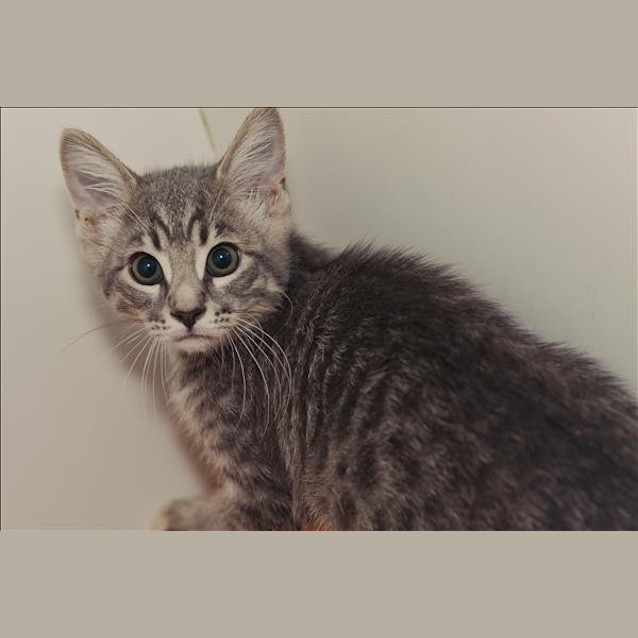 Photo of Nermal