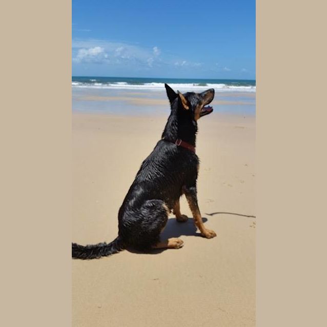 Photo of Jeff (Adoption Pending)