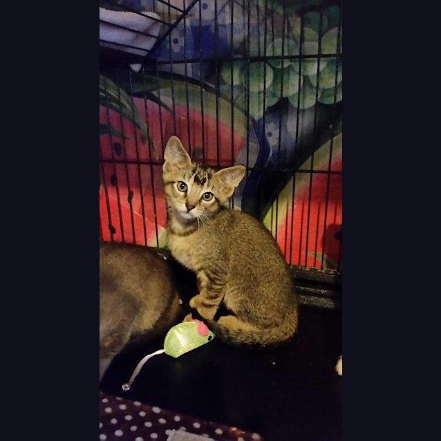 Photo of Garfunkel ** 2nd Chance Cat Rescue**