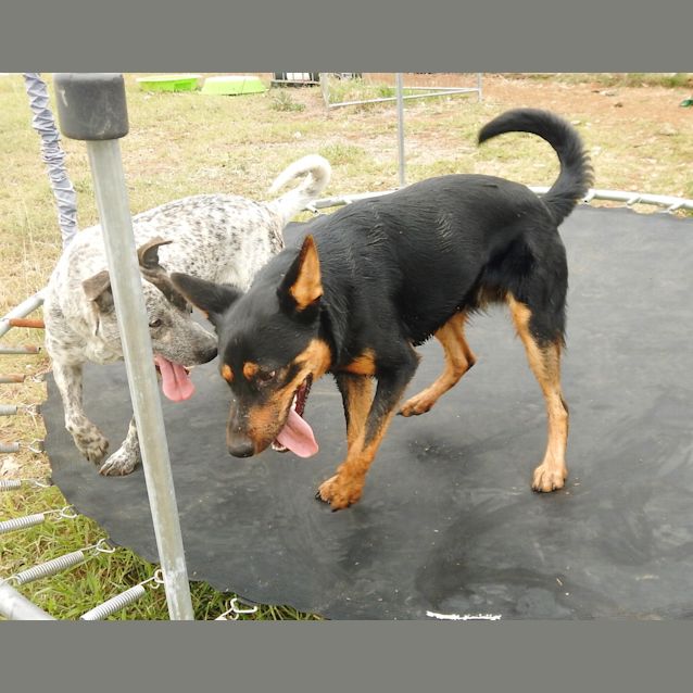 Photo of Jeff (Adoption Pending)