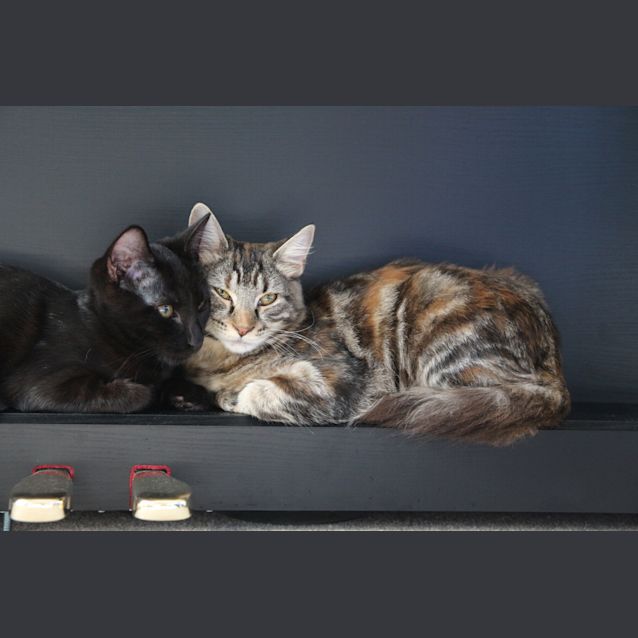 Photo of Flash   All Black And Super Fast!