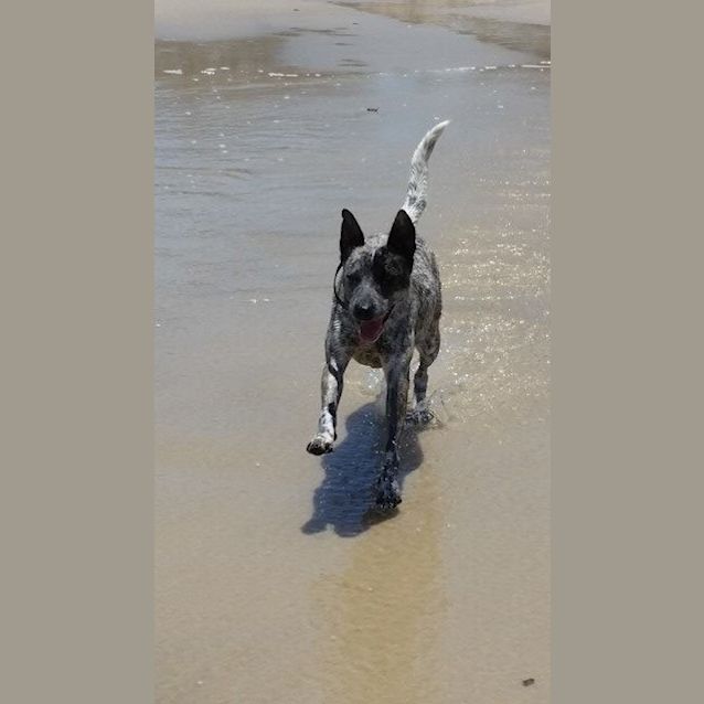 Photo of Shay (Adoption Pending)