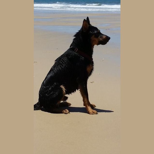 Photo of Jeff (Adoption Pending)