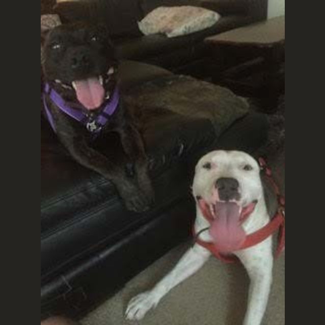 Photo of Dozer ~10mo Cuddly Staffy Boy (On Trial 13/3/17)