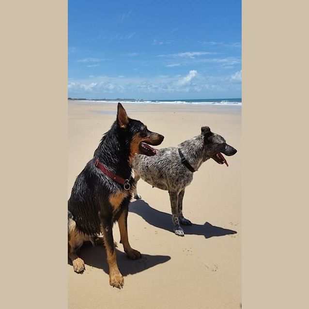 Photo of Jeff (Adoption Pending)