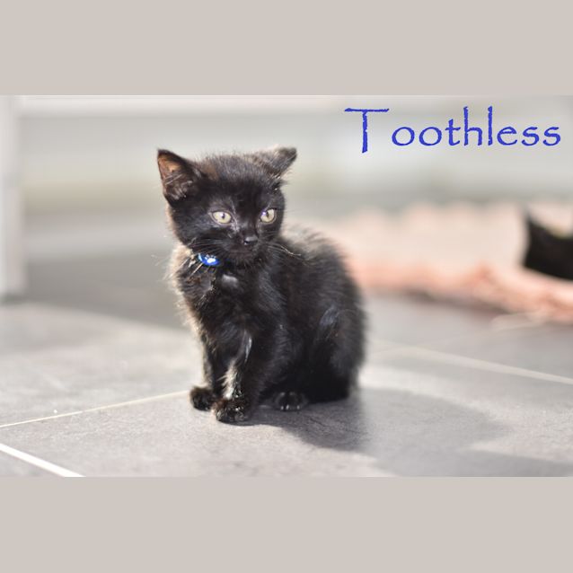 Photo of Toothless  ***2nd Chance Cat Rescue***