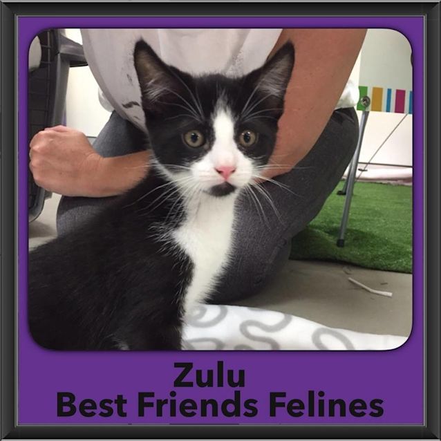 Photo of Zulu