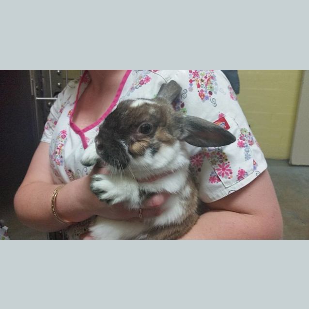 Photo of Julian Bunny