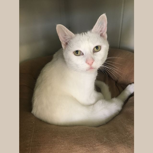 Photo of Angel Id36114