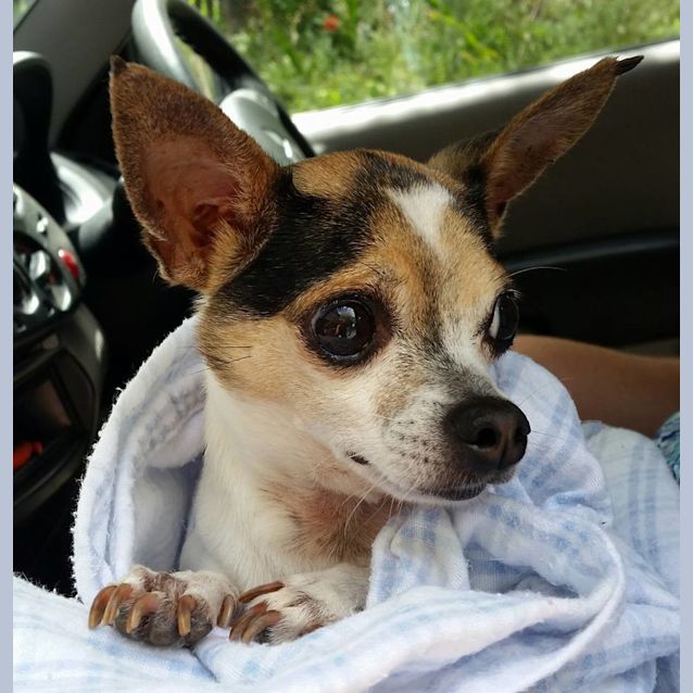 Photo of Yoda (Foster To Adopt)