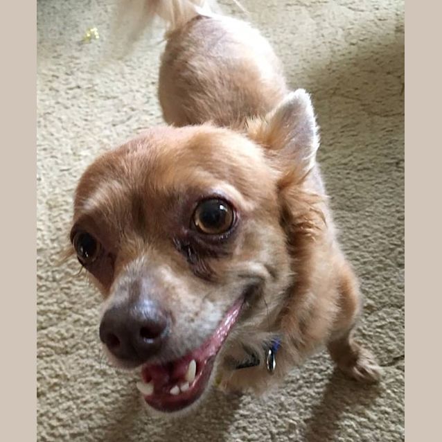 Photo of Daisy (Available Soon)